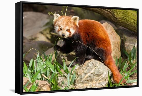 The Red Panda, Firefox or Lesser Panda-Micha Klootwijk-Framed Stretched Canvas