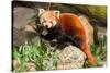 The Red Panda, Firefox or Lesser Panda-Micha Klootwijk-Stretched Canvas
