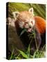 The Red Panda, Firefox or Lesser Panda-Micha Klootwijk-Stretched Canvas