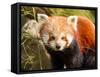 The Red Panda, Firefox or Lesser Panda-Micha Klootwijk-Framed Stretched Canvas