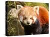 The Red Panda, Firefox or Lesser Panda-Micha Klootwijk-Stretched Canvas