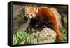 The Red Panda, Firefox or Lesser Panda-Micha Klootwijk-Framed Stretched Canvas