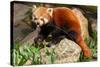 The Red Panda, Firefox or Lesser Panda-Micha Klootwijk-Stretched Canvas