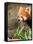 The Red Panda, Firefox or Lesser Panda-Micha Klootwijk-Framed Stretched Canvas