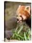 The Red Panda, Firefox or Lesser Panda-Micha Klootwijk-Stretched Canvas