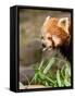 The Red Panda, Firefox or Lesser Panda-Micha Klootwijk-Framed Stretched Canvas