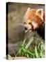 The Red Panda, Firefox or Lesser Panda-Micha Klootwijk-Stretched Canvas