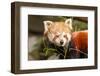 The Red Panda, Firefox or Lesser Panda-Micha Klootwijk-Framed Photographic Print