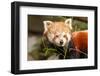 The Red Panda, Firefox or Lesser Panda-Micha Klootwijk-Framed Photographic Print