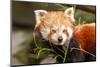 The Red Panda, Firefox or Lesser Panda-Micha Klootwijk-Mounted Photographic Print