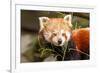 The Red Panda, Firefox or Lesser Panda-Micha Klootwijk-Framed Photographic Print