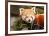 The Red Panda, Firefox or Lesser Panda-Micha Klootwijk-Framed Photographic Print