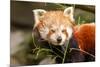 The Red Panda, Firefox or Lesser Panda-Micha Klootwijk-Mounted Photographic Print