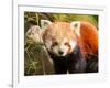 The Red Panda, Firefox or Lesser Panda-Micha Klootwijk-Framed Photographic Print