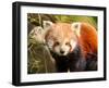 The Red Panda, Firefox or Lesser Panda-Micha Klootwijk-Framed Photographic Print