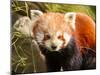 The Red Panda, Firefox or Lesser Panda-Micha Klootwijk-Mounted Photographic Print