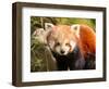 The Red Panda, Firefox or Lesser Panda-Micha Klootwijk-Framed Photographic Print