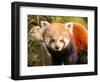 The Red Panda, Firefox or Lesser Panda-Micha Klootwijk-Framed Photographic Print