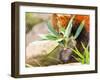 The Red Panda, Firefox or Lesser Panda-Micha Klootwijk-Framed Photographic Print