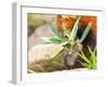 The Red Panda, Firefox or Lesser Panda-Micha Klootwijk-Framed Photographic Print