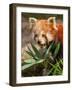 The Red Panda, Firefox or Lesser Panda-Micha Klootwijk-Framed Photographic Print