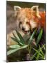The Red Panda, Firefox or Lesser Panda-Micha Klootwijk-Mounted Photographic Print