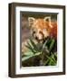 The Red Panda, Firefox or Lesser Panda-Micha Klootwijk-Framed Photographic Print