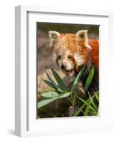 The Red Panda, Firefox or Lesser Panda-Micha Klootwijk-Framed Photographic Print