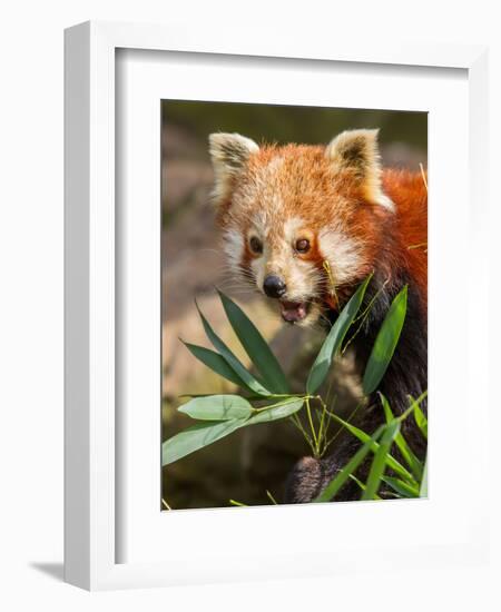 The Red Panda, Firefox or Lesser Panda-Micha Klootwijk-Framed Photographic Print