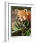 The Red Panda, Firefox or Lesser Panda-Micha Klootwijk-Framed Photographic Print