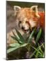 The Red Panda, Firefox or Lesser Panda-Micha Klootwijk-Mounted Photographic Print