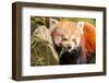 The Red Panda, Firefox or Lesser Panda-Micha Klootwijk-Framed Photographic Print