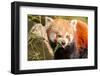 The Red Panda, Firefox or Lesser Panda-Micha Klootwijk-Framed Photographic Print