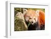 The Red Panda, Firefox or Lesser Panda-Micha Klootwijk-Framed Photographic Print