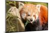 The Red Panda, Firefox or Lesser Panda-Micha Klootwijk-Mounted Photographic Print