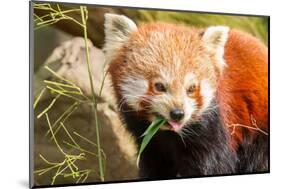 The Red Panda, Firefox or Lesser Panda-Micha Klootwijk-Mounted Photographic Print