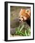 The Red Panda, Firefox or Lesser Panda-Micha Klootwijk-Framed Photographic Print