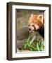 The Red Panda, Firefox or Lesser Panda-Micha Klootwijk-Framed Photographic Print