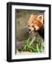 The Red Panda, Firefox or Lesser Panda-Micha Klootwijk-Framed Photographic Print