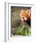 The Red Panda, Firefox or Lesser Panda-Micha Klootwijk-Framed Photographic Print