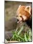 The Red Panda, Firefox or Lesser Panda-Micha Klootwijk-Mounted Photographic Print