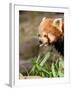 The Red Panda, Firefox or Lesser Panda-Micha Klootwijk-Framed Photographic Print