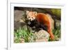 The Red Panda, Firefox or Lesser Panda-Micha Klootwijk-Framed Photographic Print