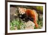 The Red Panda, Firefox or Lesser Panda-Micha Klootwijk-Framed Photographic Print