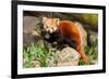 The Red Panda, Firefox or Lesser Panda-Micha Klootwijk-Framed Photographic Print
