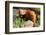 The Red Panda, Firefox or Lesser Panda-Micha Klootwijk-Framed Photographic Print