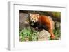 The Red Panda, Firefox or Lesser Panda-Micha Klootwijk-Framed Photographic Print