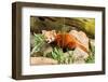 The Red Panda, Firefox or Lesser Panda-Micha Klootwijk-Framed Photographic Print