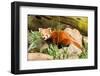 The Red Panda, Firefox or Lesser Panda-Micha Klootwijk-Framed Photographic Print