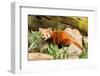 The Red Panda, Firefox or Lesser Panda-Micha Klootwijk-Framed Photographic Print